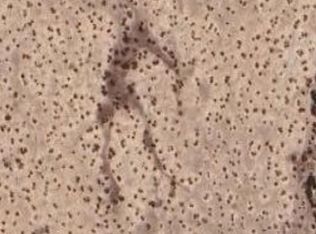 0 W Ocotillo Rd LOT 7, Buckeye, AZ 85326