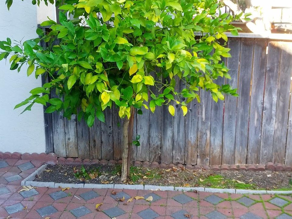 Entrance courtyard with Lemon tree.