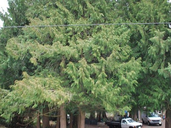 4th image of 9510 210th Ave E