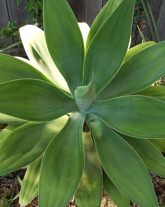 beatuiful mature plants