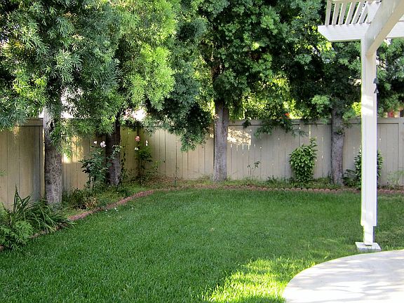 Shade trees in back yard