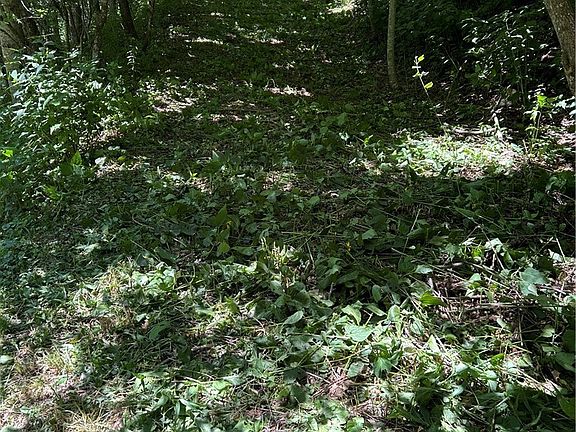 4th image of TBD Little Tree Road