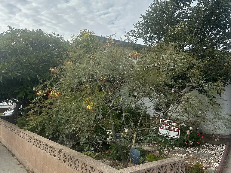 7165 De Palma St — Photo 3