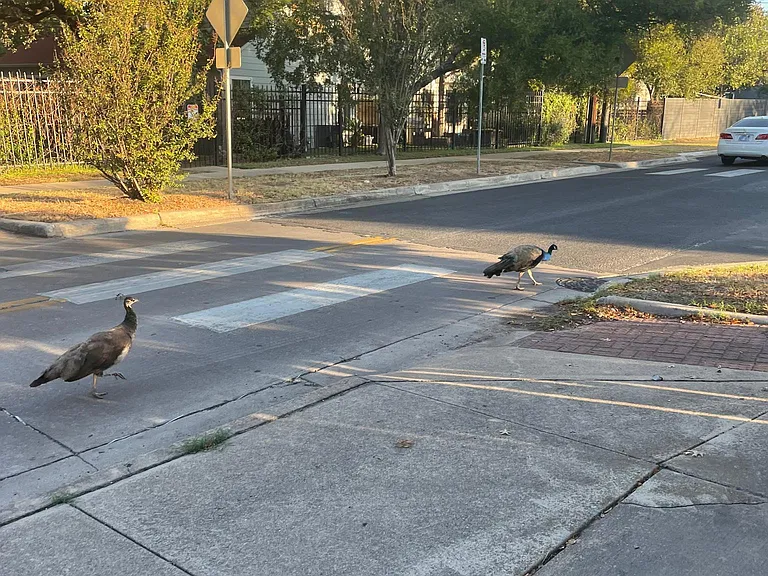 Peacocks in the neighborhood