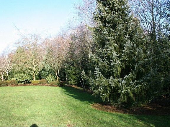 Backyard, beautiful