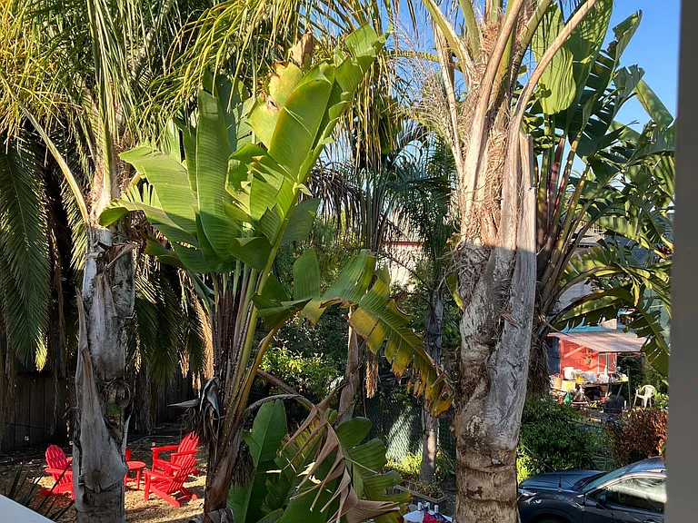Tropical Vistas