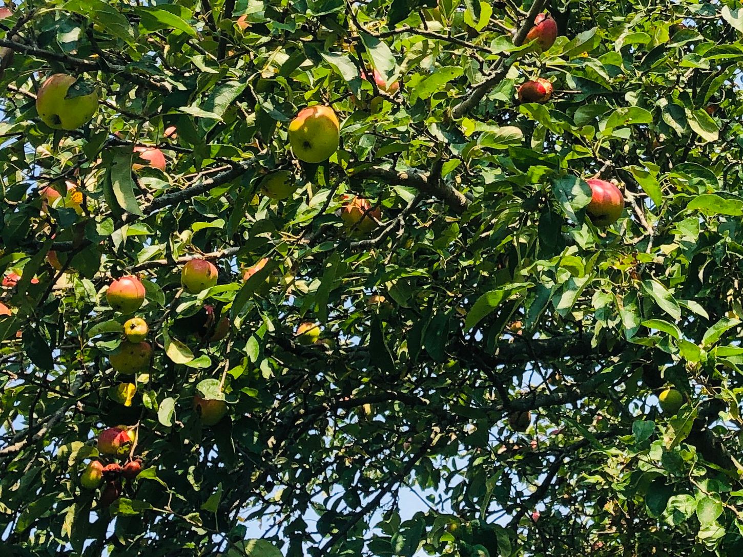  Backyard Flanked with Fruit Trees, Apples, Pears, Peaches...
