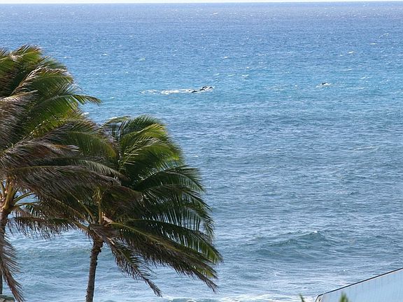 Dolphin and Whale watching from Balcony!