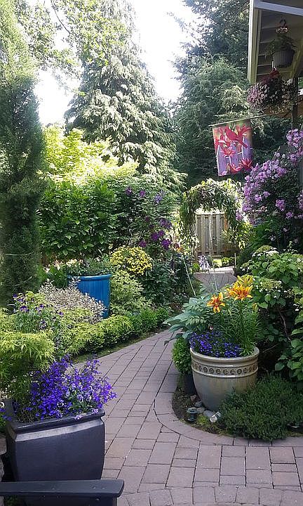 back yard
