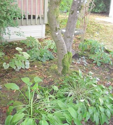 Shade garden