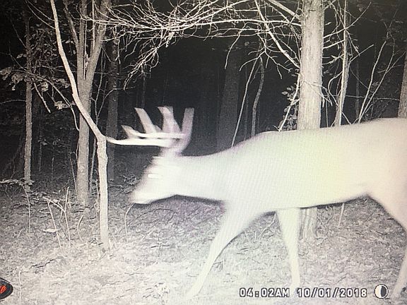 Hunt in your backyard! 