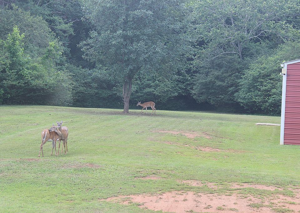 Deer in the backyard