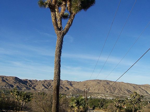 Gorgeous Joshua Trees