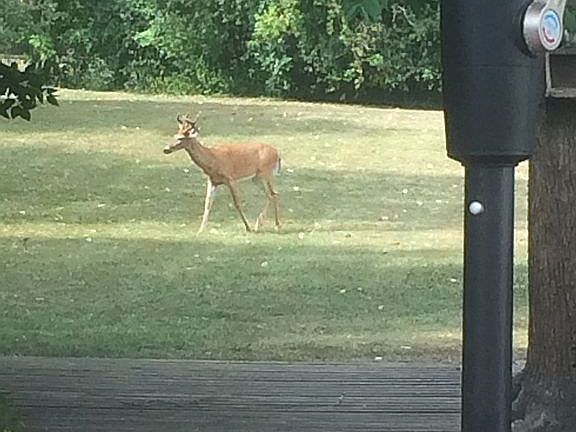 Deer visitor