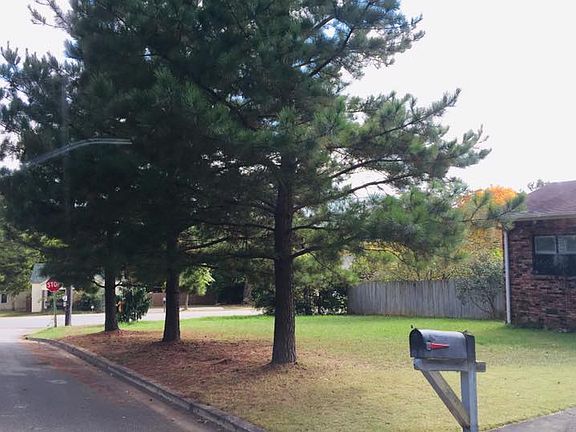 Pines line the street 