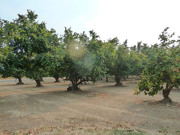 11 Ac producing Hazelnuts