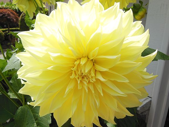 Garden flowers
