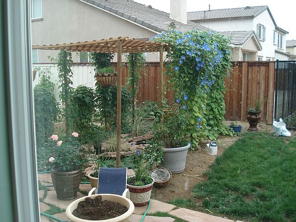 back garden