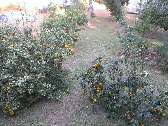 back yard citrus