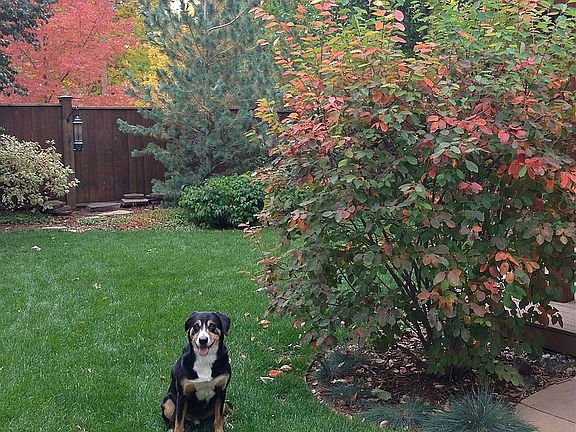 Back yard paradise!