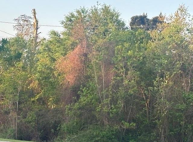 1st image of 0 Big Woods Edgerly Rd