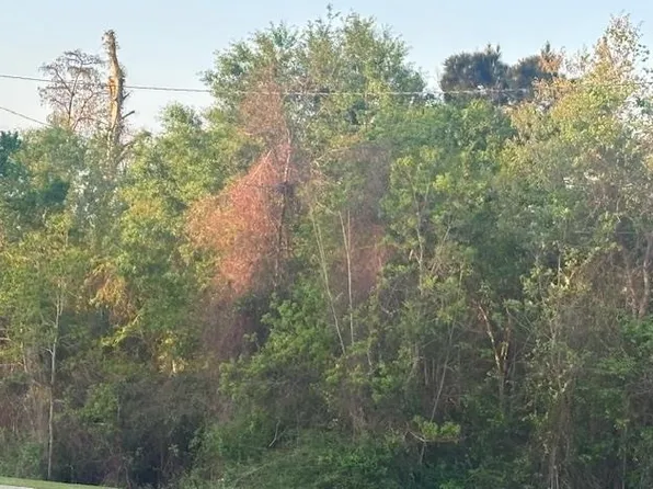 0 Big Woods Edgerly Rd, Vinton, LA 70668