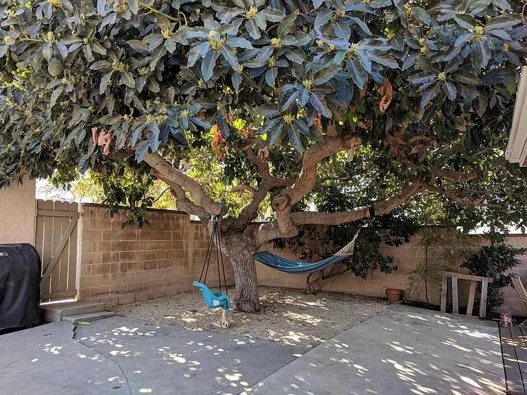 Large avocado tree in backyard
