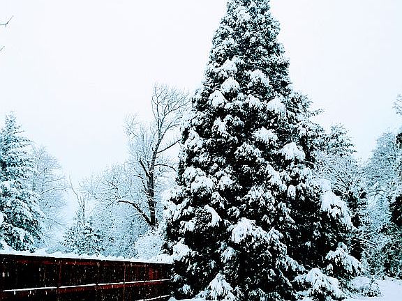 Your perfect Christmas tree