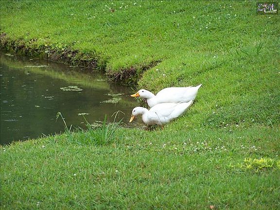 2nd image of 5 Lost Creek Ct