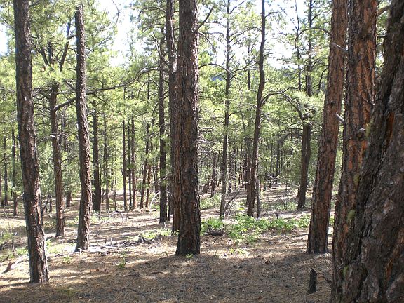 5th image of 40 Lds 28 32 65 Acres