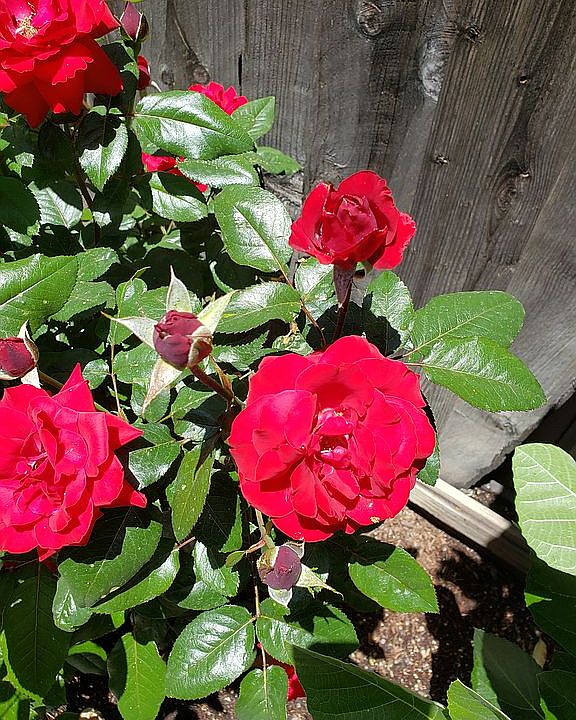 Rose bush