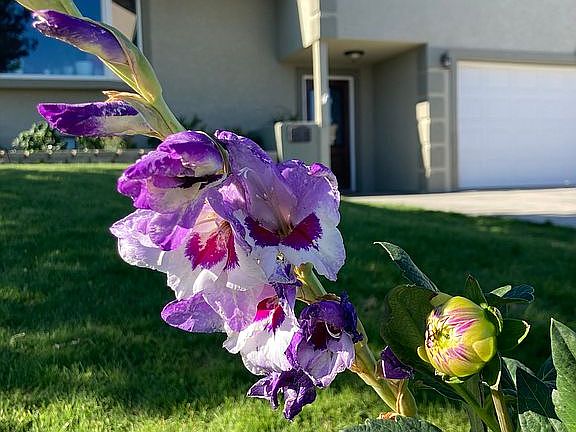2nd image of 18 Lila Dr