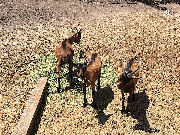 Goat herd on property