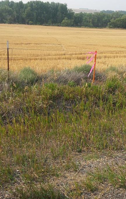 2nd image of 239 Wilson Butte Rd