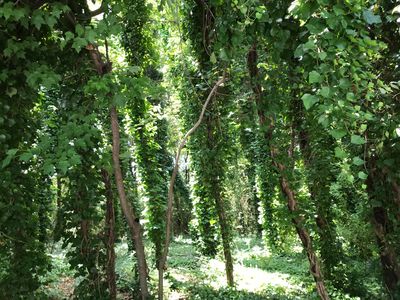 308 Konawa Pl LOT 8, Loudon, TN, 37774