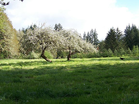 Upper pasture w/apple tree