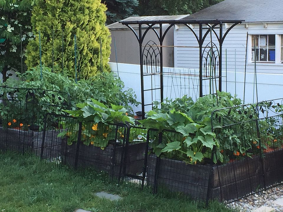 6 Raised garden beds!