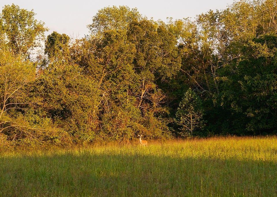 55th image of 3685 Martin Ervin Rd