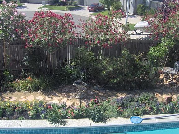 Backyard/Pool/Birdbath