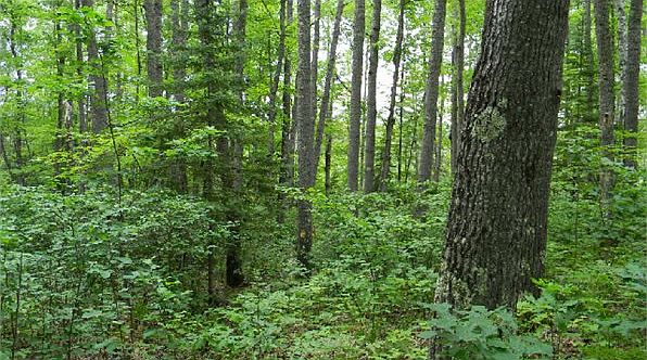 2nd image of 4965 Rummels Rd