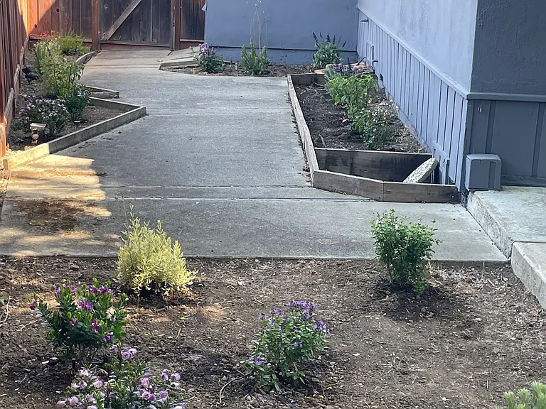 Side yard with new plantings