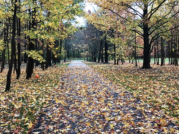 Fall color