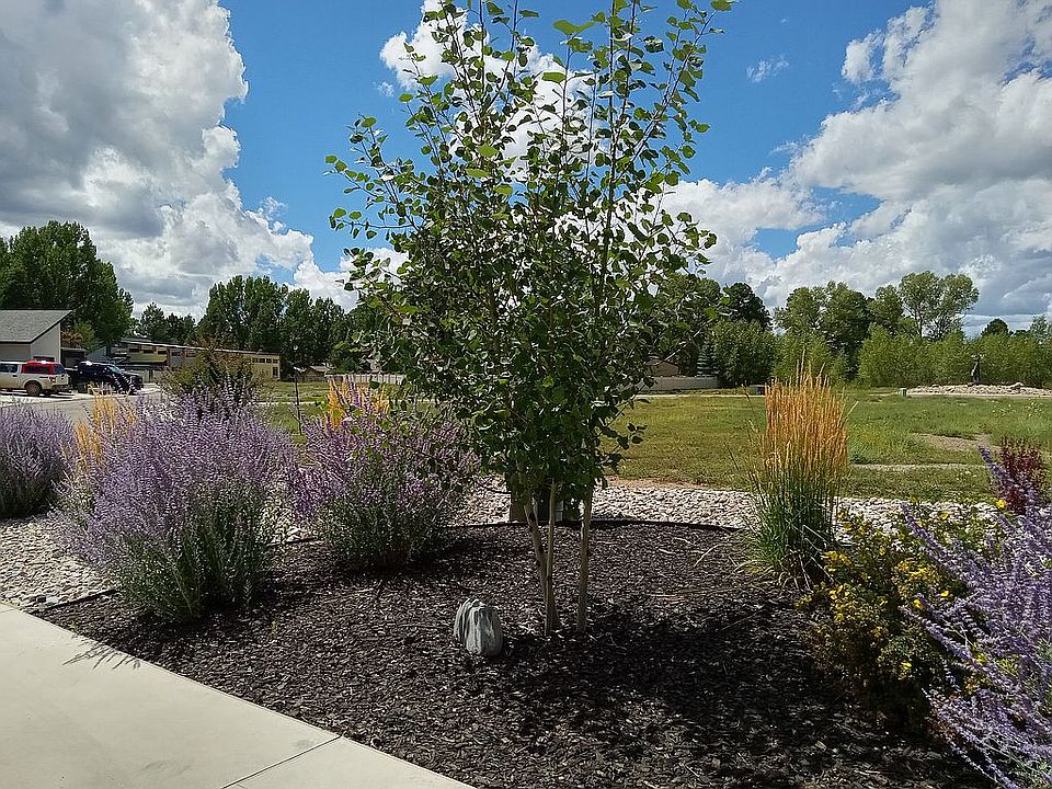 Front Landscaping
