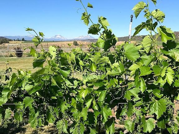 Vineyard down the lane with a cozy tasting room and wood fired pizza restaurant.
