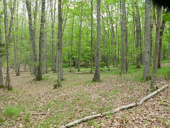 <p>white oak interior forest</p>