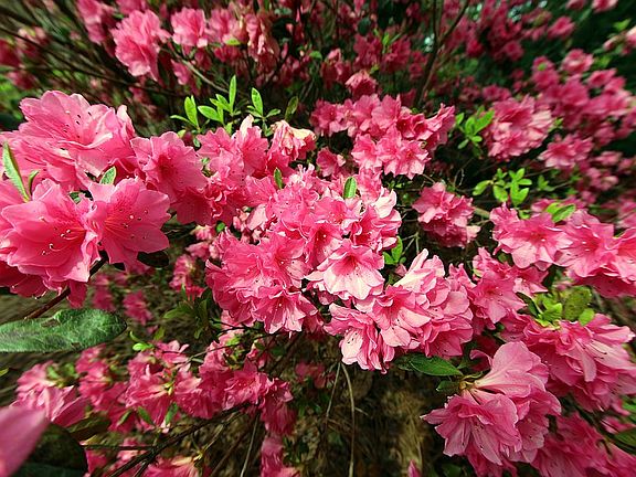 Flora and Fauna