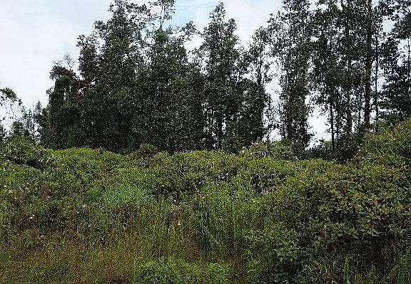 3rd image of 16-2080 Tangerine Dr Lot 32