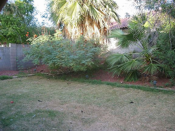 back yard