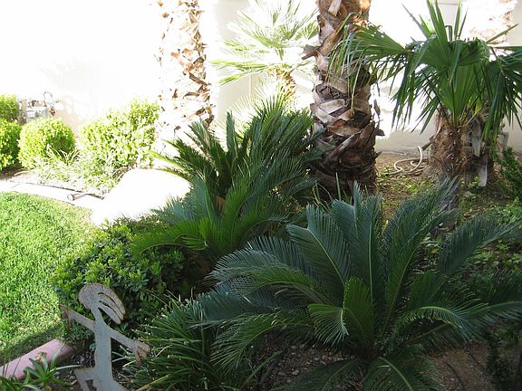 MATURE LANDSCAPING