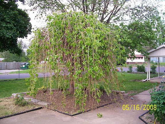 willow tree in side yard